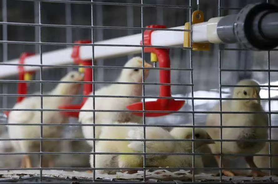  我们要知道什么样的温度适合鸡群生长？