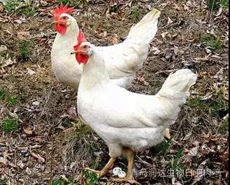 白羽肉鸡快速生长是否有害？专家这样说