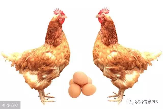 走不出去的周期，鸡蛋价钱面临季节性下跌？