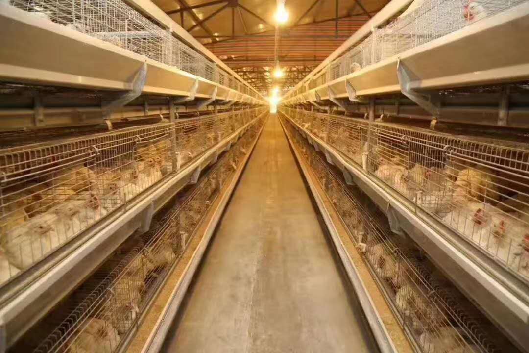 2020年7月1日饲料周全禁抗，得了大肠杆菌怎么办？