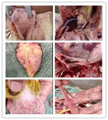 呼治常安用于治疗呼吸道疾。